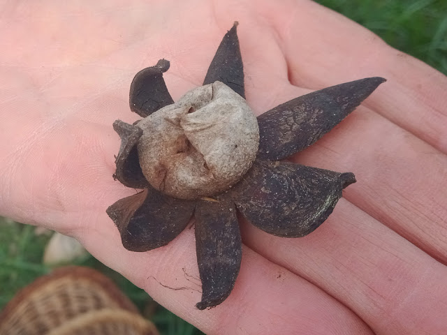 Earthstar Geastrum sp, Indre et Loire, France. Photo by Loire Valley Time Travel.