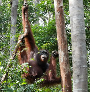 Indonesia, Borneo, Parque Nacional Tanjung Puting.