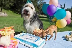 Dog Cake Recipes