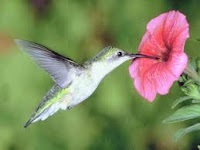 colibri-flor