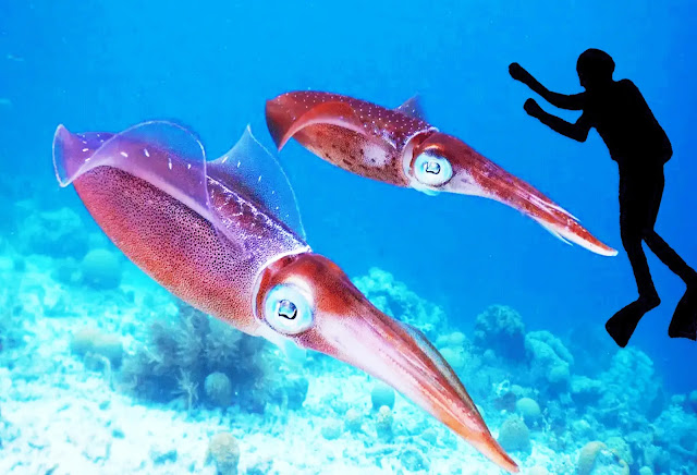 colossal squid