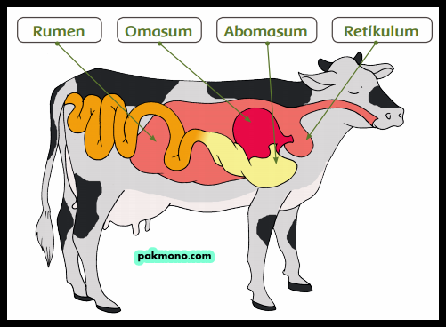 Proses pencernaan makanan pada hewan ruminansia secara 