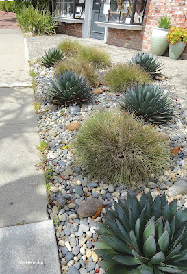 plants on gravel, Monterey, CA