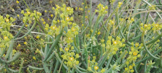 Euphorbia x marreroi