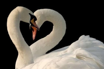 true love blossom in swans world
