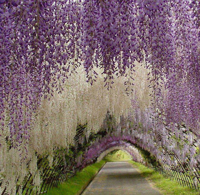 Wisteria Tunnel at Kawachi Fuji Gardens, Japan