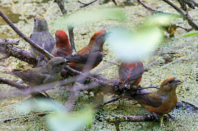 Red Crossbills