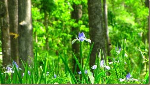 Silver Springs State Park_151