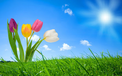 Sketeches of flowers spring nature Hd Wallpapers