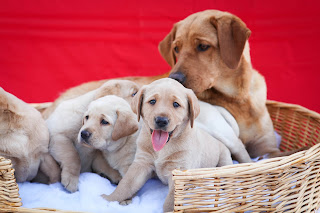 Young yellow lab puppies sit in a basket as their mom looks on.