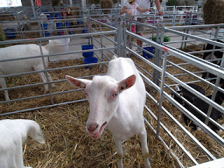 House compartments of goat farming to build wealth