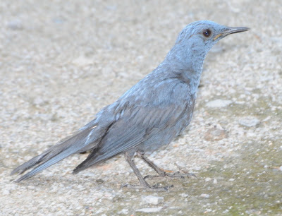 Blue Rock Thrush (Monticola solitarius madoci)