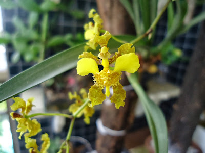 Micro orquídeas; jardinagem; planta na varanda; planta em apartamento; orquídea.