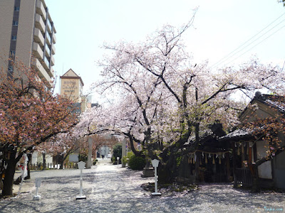 櫻宮神社の桜