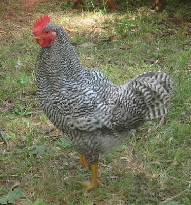 Barred Holland cockerel