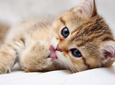 Cute Cat