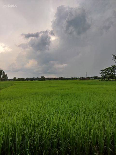 Paddy Field of Salkocha, Dhubri, Assam