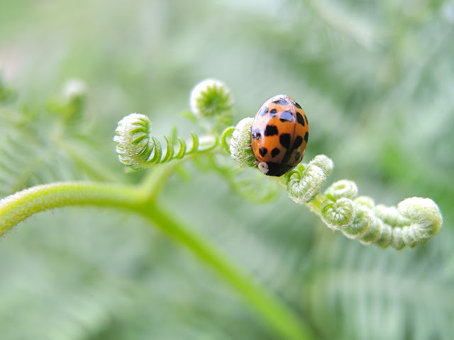 https://www.natuurenbos.be/ertbrugge