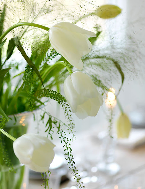 Gorgeous white spring tulips in vase