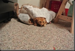 Hiro in Cover....the mouse will be surprised.