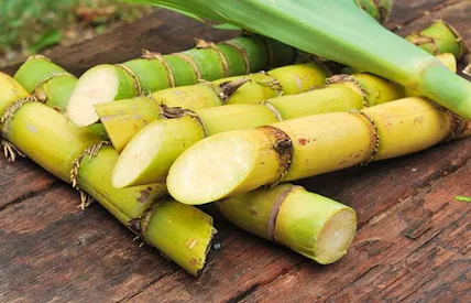 Sugarcane During Pregnancy