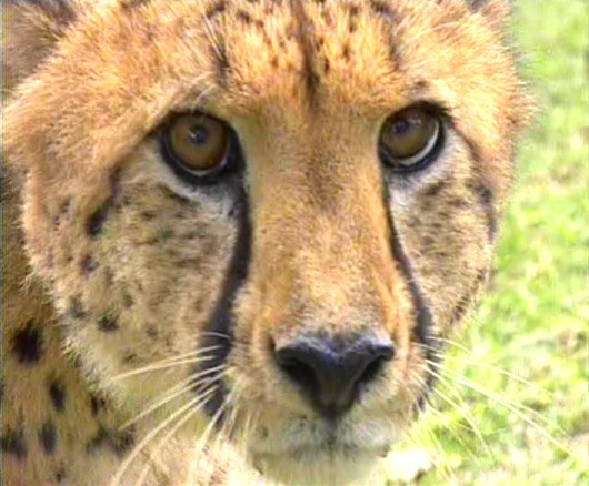 Beautiful African Animals Safaris: Endangered Beautiful ...