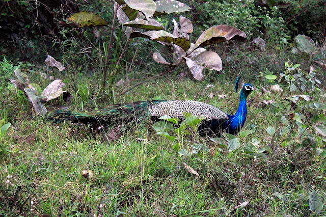 Peacock at Masinagudi