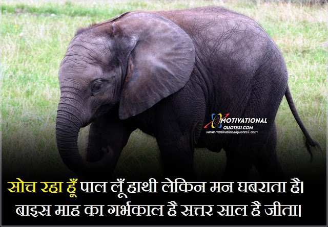 elephant caption, elephant quote, elephant and dog quotes, hathi status, hindi for elephant, motivation elephant quotes, motivation elephant inspirational quotes, cute elephant love quotes, elephant quotes inspirational, slogans on elephant	, strong elephant quotes, quotes for elephant, cute quotes about elephants, inspirational quotes about elephants, elephant slogans, famous quotes about elephants, quotes on elephant, quotes with elephants, elephant day quotes, nigalna in english,Elephant Quotes In Hindi || एलिफेंट कोट्स हिंदी में