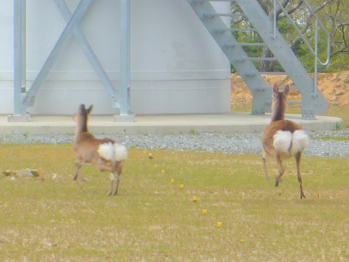 風車と鹿2