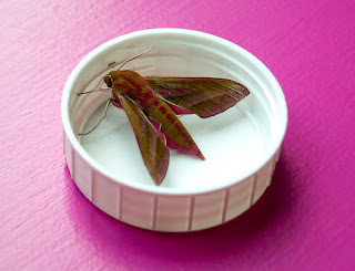 elephant hawk moth