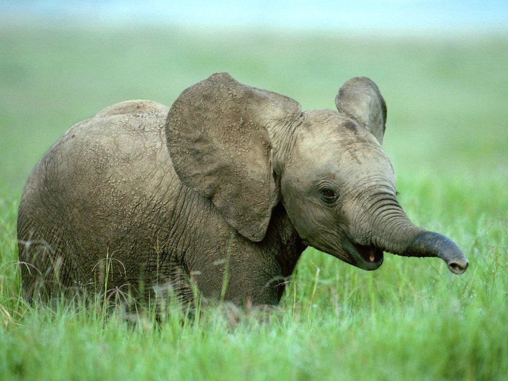 Edge Of The Plank: Cute Animals: Baby Elephants