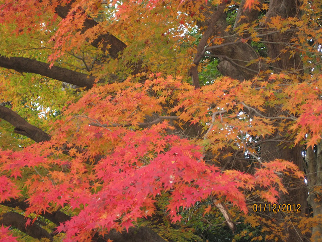 Senyum Momiji Merekah