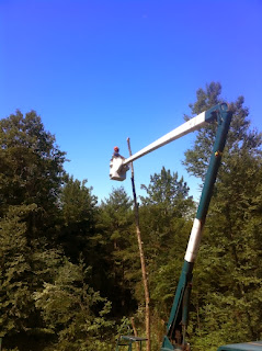 Trees Cut Down