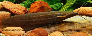 Heteropneustes microps - Stringing catfish - Hunga/හුන්ගා- endemic fish to sri lanka