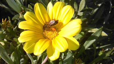 abeja