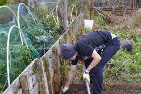 Norwich Allotment