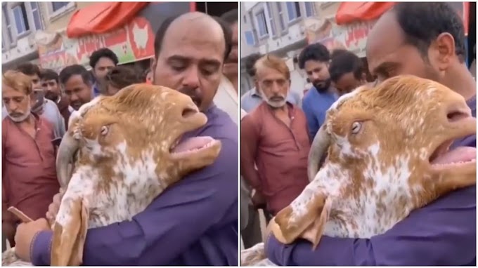 Watch Heartbreaking Moment Goat Cries And Hug Owner Passionately Like Human As He Tries To Sell It (Video) 