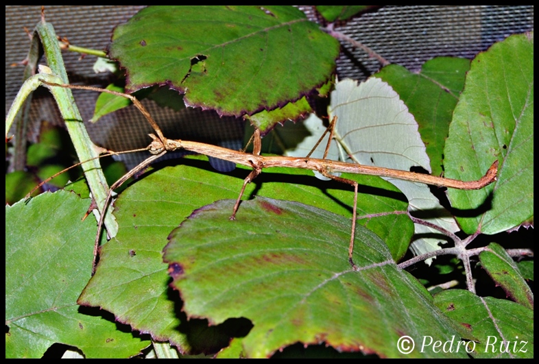 Ninfa macho L5 de Phenacephorus Latifemur, 7 cm de longitud