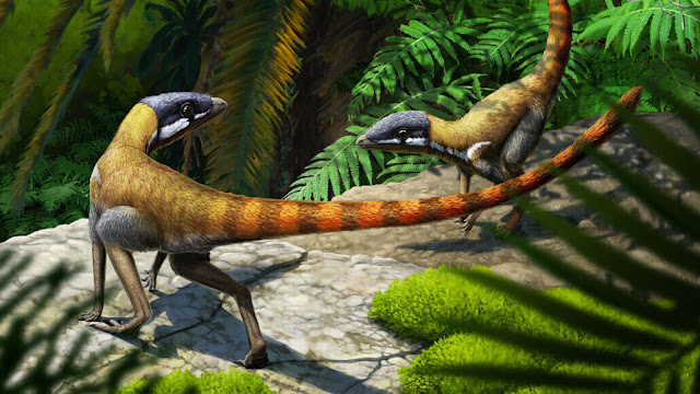 Tiny Scleromochlus taylori, shown here in an artist’s rendition, was a bipedal, ground-dwelling reptile, and a close relative of pterosaurs, the iconic winged vertebrates of the Age of Dinosaurs.  GABRIEL UGUETO
