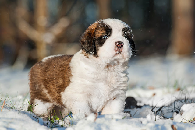 Puppies need close supervision while housetraining. This Saint Bernard puppy is outside in the snow.