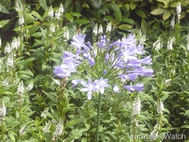 Unknown flower