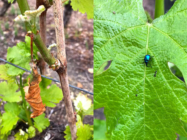 Vine Leaf Rolling Weevil Bysticus betulae, 'cigar' left and adult beetle right. Indre et Loire. France.