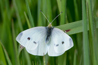 mariposa-blanquita-de-la-col-pieris-rapae-