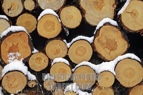  kayu  pinus sumatra 