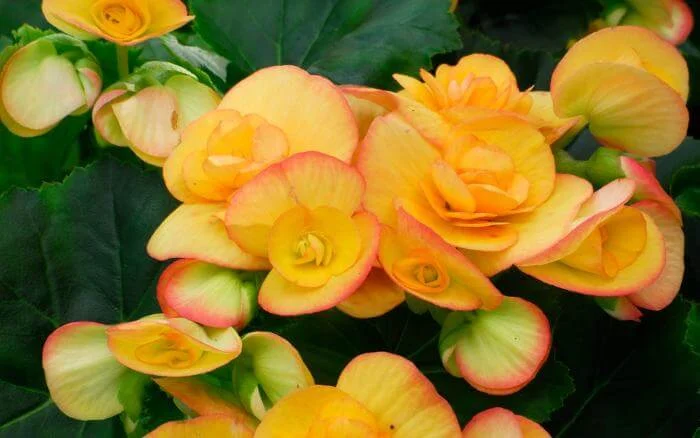 Flores de Begônia na cor laranja.