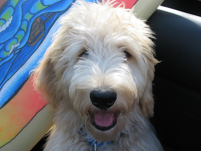 goldendoodle dogs for sale. The Goldendoodle