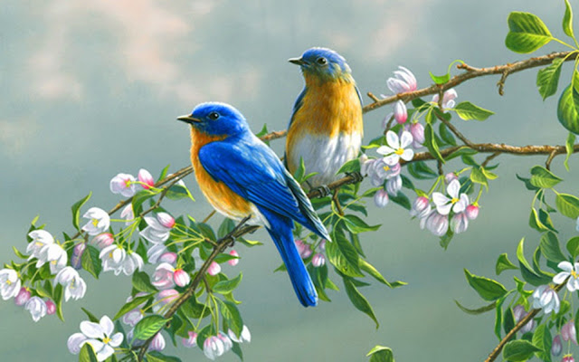 Beautiful Birds HD Wallpapers Free Download