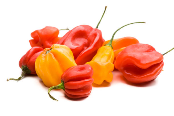 Habanero chilly