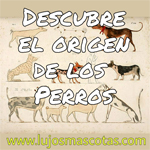  El origen de los perros