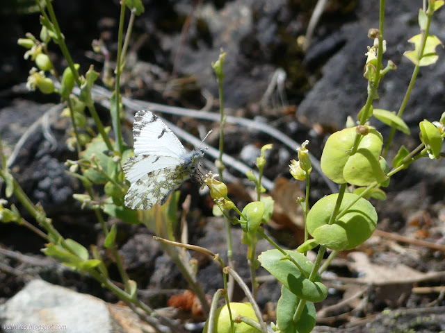 44: white and green/brown butterfly